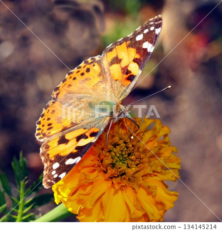 Beautiful butterflies in the flower garden Beautiful butterflies in the flower garden 134145214