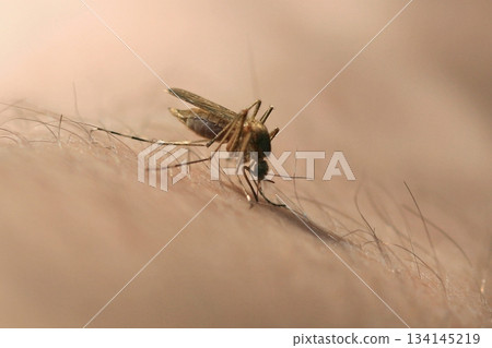 mosquito drinks blood out of man. macro shot 134145219