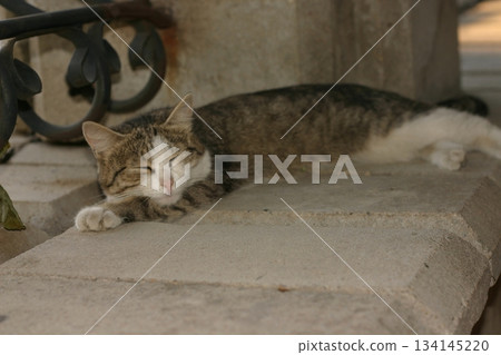 Beautiful cat in home interrior 134145220