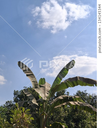 A close-up view of lush green banana leaves unfurling against a clear blue sky dotted with white clouds A close-up view of lush green banana leaves unfurling against a clear blue sky dotted with white clouds 134145344