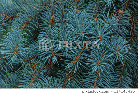 Close-up Branches of a coniferous tree. Blue spruce. Close-up Branches of a coniferous tree. Blue spruce. 134145450