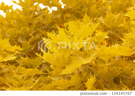 Autumn Yellow maple leaves textured background. Colorful background image of autumn leaves perfect for seasonal use. Space for text. 134145787