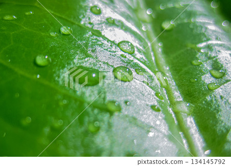 Close-up Drops of water on Green Leaf surface, close-up rain drop on banana leaf background. Close-up Drops of water on Green Leaf surface, close-up rain drop on banana leaf background. 134145792