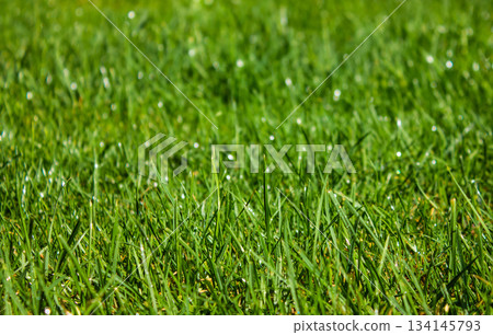 Macro Green Grass. Background of Dew Drops on bright green grass. Closeup of Lush uncut green grass with drops of dew in soft morning light. Macro Green Grass. Background of Dew Drops on bright green grass. Closeup of Lush uncut green grass with drops of dew in soft morning light. 134145793