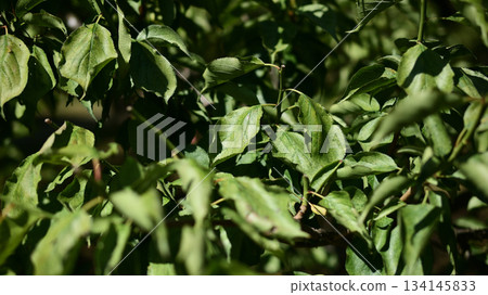 綠葉 134145833