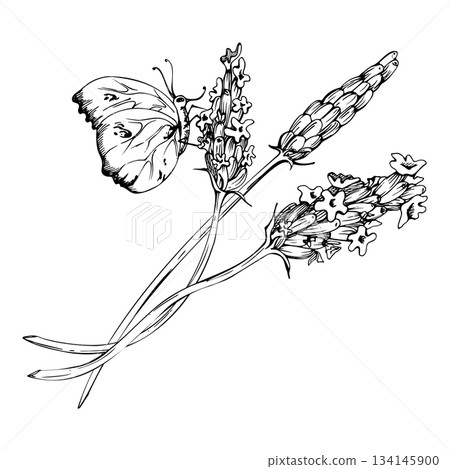 Butterfly on stalks of lavender lavandula flower sprigs stems. Isolated botanical illustration sketch hand drawn in vector ink. Organic product label, Provence stationery element, wildflower branding Butterfly on stalks of lavender lavandula flower sprigs stems. Isolated botanical illustration sketch hand drawn in vector ink. Organic product label, Provence stationery element, wildflower branding 134145900