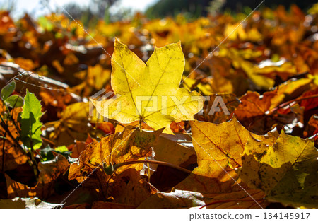Close-up Fallen dry Yellow leaves covered ground. Autumn park with fallen leaves. 134145917