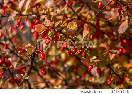Small reddish leaves and ripe Red Barberry Berries. Selective focus. Japanese garden autumn nature. Berberis thunbergii or Thunberg's Red Barberry shrub. 134145918