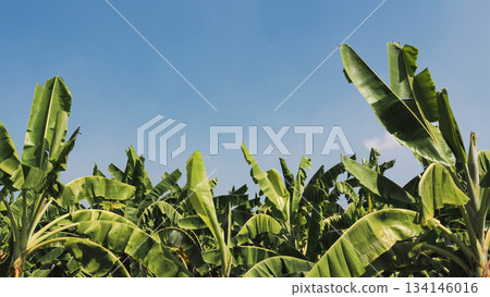 Lush Green Banana Leaves and Tropical Foliage Against Blue Sky for Nature Background and Exotic Summer Concept Lush Green Banana Leaves and Tropical Foliage Against Blue Sky for Nature Background and Exotic Summer Concept 134146016