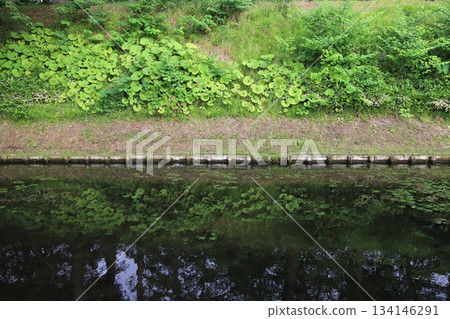 Aomori, Hirosaki, Hirosaki Castle, outer moat near Sannomaru Aomori, Hirosaki, Hirosaki Castle, outer moat near Sannomaru 134146291