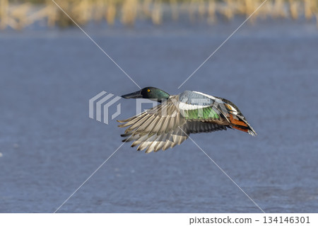 Northern shoveler duck flying over a body of water with reflections in the background during daytime light Northern shoveler duck flying over a body of water with reflections in the background during daytime light 134146301