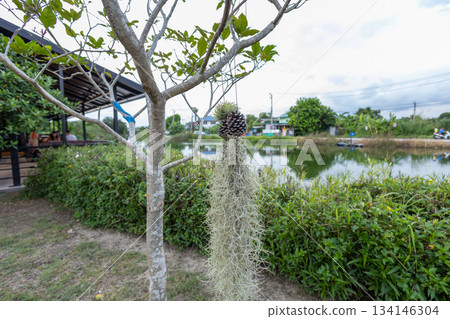 view of Spanish moss on the tree, focus selective view of Spanish moss on the tree, focus selective 134146304