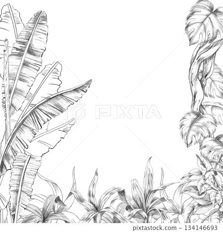 A square frame with banana tree leaves, monstera, and bushes at the bottom. Isolated pencil illustration of the tropics for hotel and restaurant interiors, nature reserve websites, poster printing. A square frame with banana tree leaves, monstera, and bushes at the bottom. Isolated pencil illustration of the tropics for hotel and restaurant interiors, nature reserve websites, poster printing. 134146693