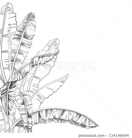 A square frame with banana tree leaves. Isolated pencil illustration of the tropics for hotel and restaurant interior design, nature reserve websites, and poster printing. 134146694