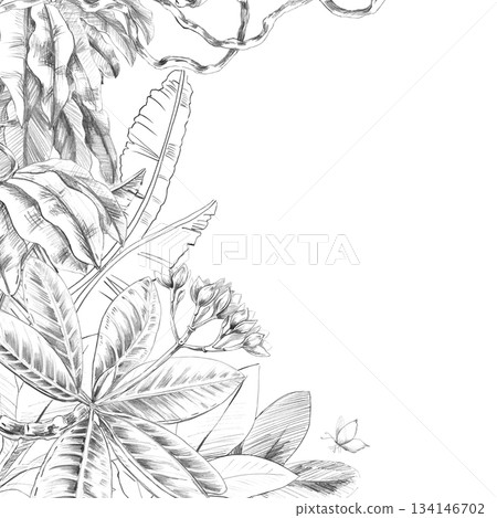 A square frame with large banana tree leaves, frangipani, and vines. Isolated pencil illustration of the tropics for hotel and restaurant interiors, nature reserve websites, and poster printing. 134146702