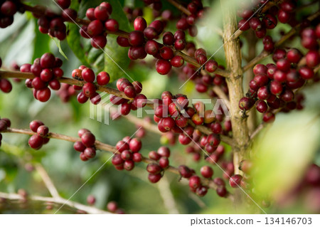 Farmer concept harvest fruit ripe coffee seed robusta arabica berry close up fresh green leaf bean picking orange crop red yellow berries raw plant tree farm growth blur background eco organic garden Farmer concept harvest fruit ripe coffee seed robusta arabica berry close up fresh green leaf bean picking orange crop red yellow berries raw plant tree farm growth blur background eco organic garden 134146703