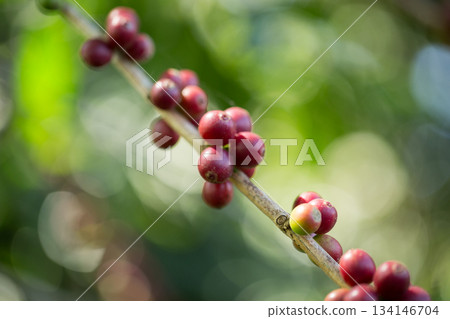 Farmer concept harvest fruit ripe coffee seed robusta arabica berry close up fresh green leaf bean picking orange crop red yellow berries raw plant tree farm growth blur background eco organic garden Farmer concept harvest fruit ripe coffee seed robusta arabica berry close up fresh green leaf bean picking orange crop red yellow berries raw plant tree farm growth blur background eco organic garden 134146704