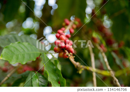Farmer concept harvest fruit ripe coffee seed robusta arabica berry close up fresh green leaf bean picking orange crop red yellow berries raw plant tree farm growth blur background eco organic garden Farmer concept harvest fruit ripe coffee seed robusta arabica berry close up fresh green leaf bean picking orange crop red yellow berries raw plant tree farm growth blur background eco organic garden 134146706