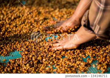 Close up smart farmer techniques hand coffee bean machinery roast apparatus dry sunlight tool sunbeam sunray sunshine fresh garden produce agriculture promotes farmer concept farm blur background Close up smart farmer techniques hand coffee bean machinery roast apparatus dry sunlight tool sunbeam sunray sunshine fresh garden produce agriculture promotes farmer concept farm blur background 134146711