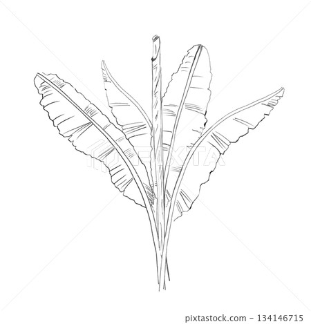 A banana leaf bush in the background. Isolated pencil illustration of tropical plants for hotel and restaurant interiors, nature reserve websites, and poster printing. 134146715