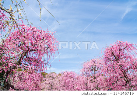 粉紅垂枝梅花映襯著藍天（三重縣桑名市長島度假村） 134146719