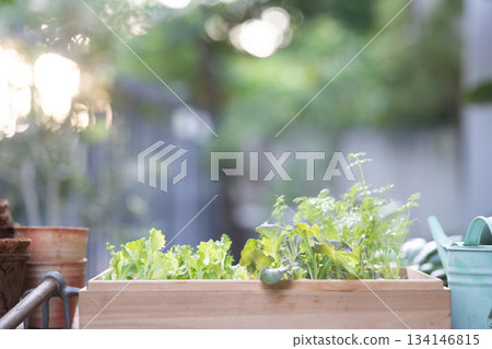 Pumpking sprouting in a pot on gardening table Pumpking sprouting in a pot on gardening table 134146815