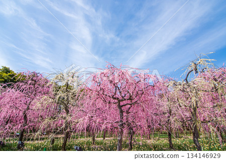 名花之裡「垂梅」（三重縣桑名市長島度假村） 134146929