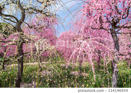 名花之裡「垂梅」（三重縣桑名市長島度假村） 134146934
