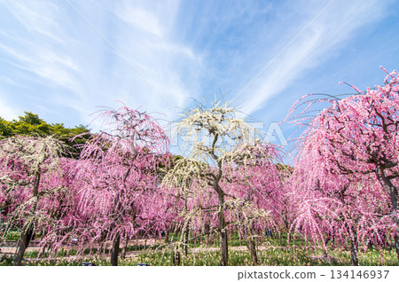 名花之裡「垂梅」（三重縣桑名市長島度假村） 134146937