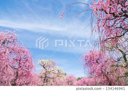Nabana no Sato "Pink weeping plum blossoms shining against the blue sky" (Nagashima Resort, Kuwana City, Mie Prefecture) 134146941