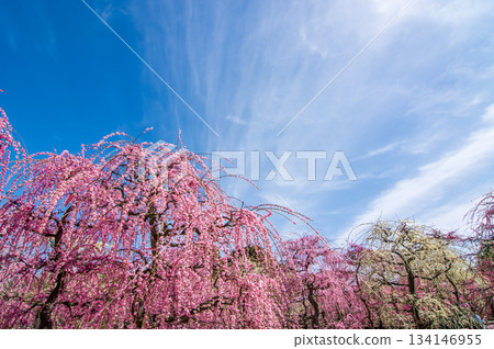 粉紅垂枝梅花映襯著藍天（三重縣桑名市長島度假村） 134146955