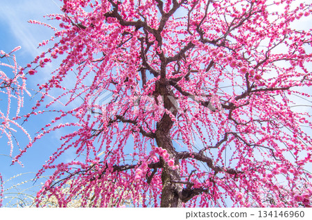 粉紅垂枝梅花映襯著藍天(三重縣桑名市長島度假村) 粉紅垂枝梅花映襯著藍天(三重縣桑名市長島度假村) 134146960