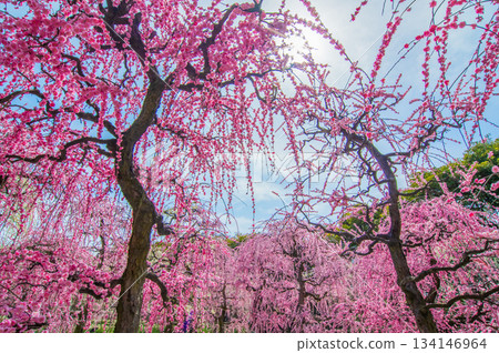 粉紅垂枝梅花映襯著藍天（三重縣桑名市長島度假村） 134146964