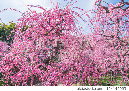 Nabana no Sato "Weeping Plum Tree" (Nagashima Resort, Kuwana City, Mie Prefecture) 134146965