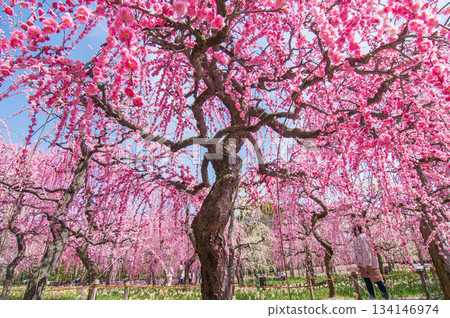 名花之裡「垂梅」(三重縣桑名市長島度假村) 名花之裡「垂梅」(三重縣桑名市長島度假村) 134146974