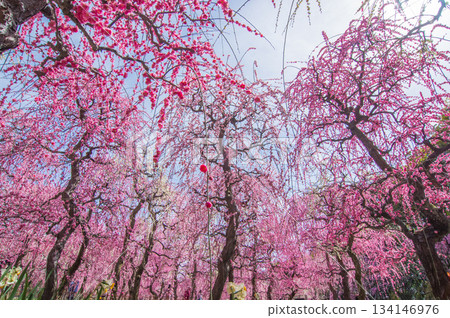 粉紅垂枝梅花映襯著藍天（三重縣桑名市長島度假村） 134146976