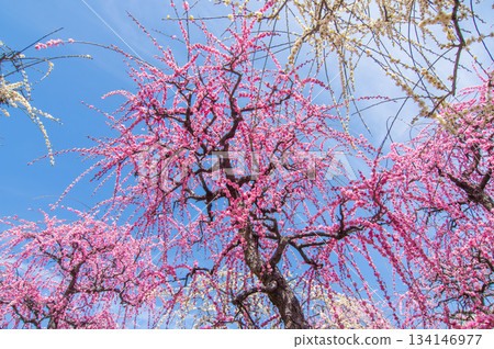 Nabana no Sato "Pink weeping plum blossoms shining against the blue sky" (Nagashima Resort, Kuwana City, Mie Prefecture) Nabana no Sato "Pink weeping plum blossoms shining against the blue sky" (Nagashima Resort, Kuwana City, Mie Prefecture) 134146977