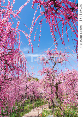 Nabana no Sato "Weeping Plum Tree" (Nagashima Resort, Kuwana City, Mie Prefecture) 134146980