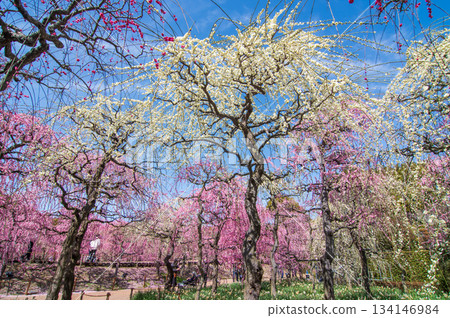 Nabana no Sato "Weeping Plum Tree" (Nagashima Resort, Kuwana City, Mie Prefecture) 134146984