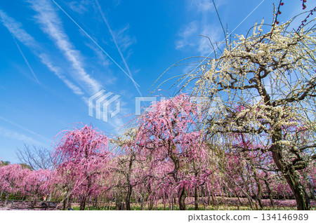 粉紅垂枝梅花映襯著藍天(三重縣桑名市長島度假村) 粉紅垂枝梅花映襯著藍天(三重縣桑名市長島度假村) 134146989