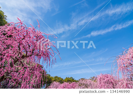 Nabana no Sato "Pink weeping plum blossoms shining against the blue sky" (Nagashima Resort, Kuwana City, Mie Prefecture) 134146990