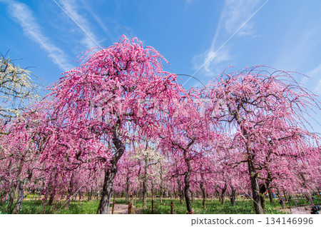名花之裡「垂梅」（三重縣桑名市長島度假村） 134146996