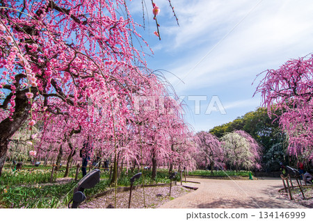 名花之裡「垂梅」(三重縣桑名市長島度假村) 名花之裡「垂梅」(三重縣桑名市長島度假村) 134146999