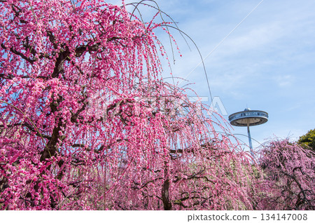 Nabana no Sato "Weeping Plum Tree" (Nagashima Resort, Kuwana City, Mie Prefecture) 134147008