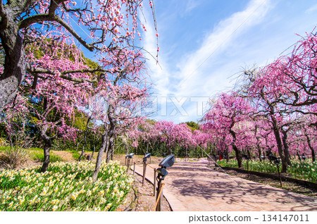 Nabana no Sato "Weeping Plum Tree" (Nagashima Resort, Kuwana City, Mie Prefecture) 134147011