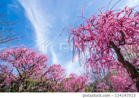 粉紅垂枝梅花映襯著藍天（三重縣桑名市長島度假村） 134147013