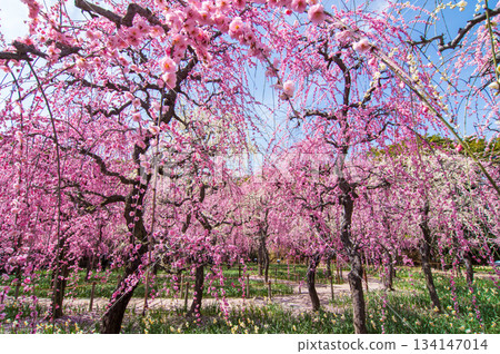 名花之裡「垂梅」（三重縣桑名市長島度假村） 134147014