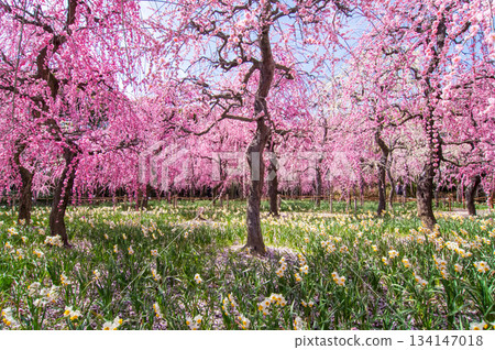 Nabana no Sato "Weeping Plum Tree" (Nagashima Resort, Kuwana City, Mie Prefecture) 134147018