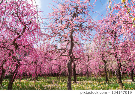 Nabana no Sato "Weeping Plum Tree" (Nagashima Resort, Kuwana City, Mie Prefecture) 134147019