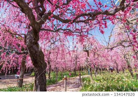 名花之裡「垂梅」（三重縣桑名市長島度假村） 134147020